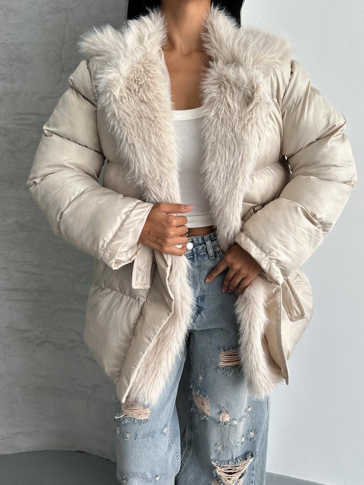 كبوت بحزام بيج