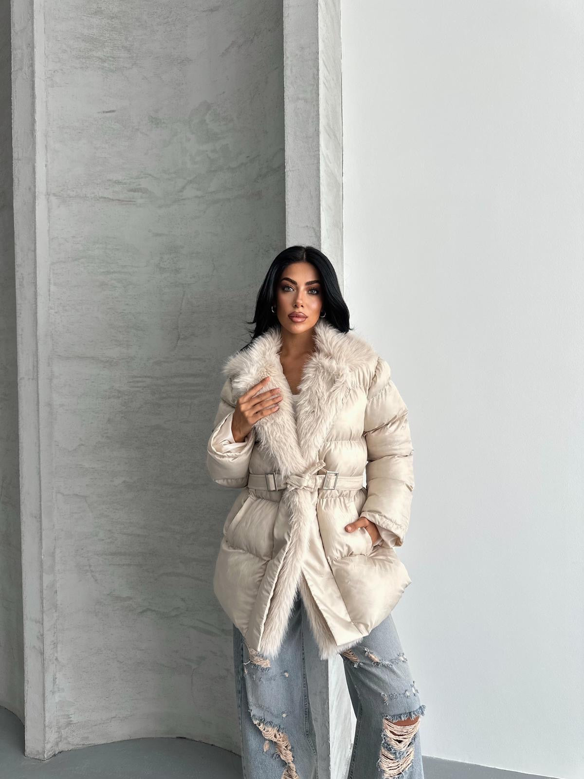 كبوت بحزام بيج